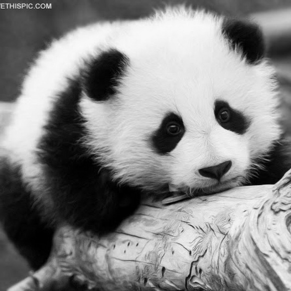 Meet your Posher, Panda - Picture 1 of 1